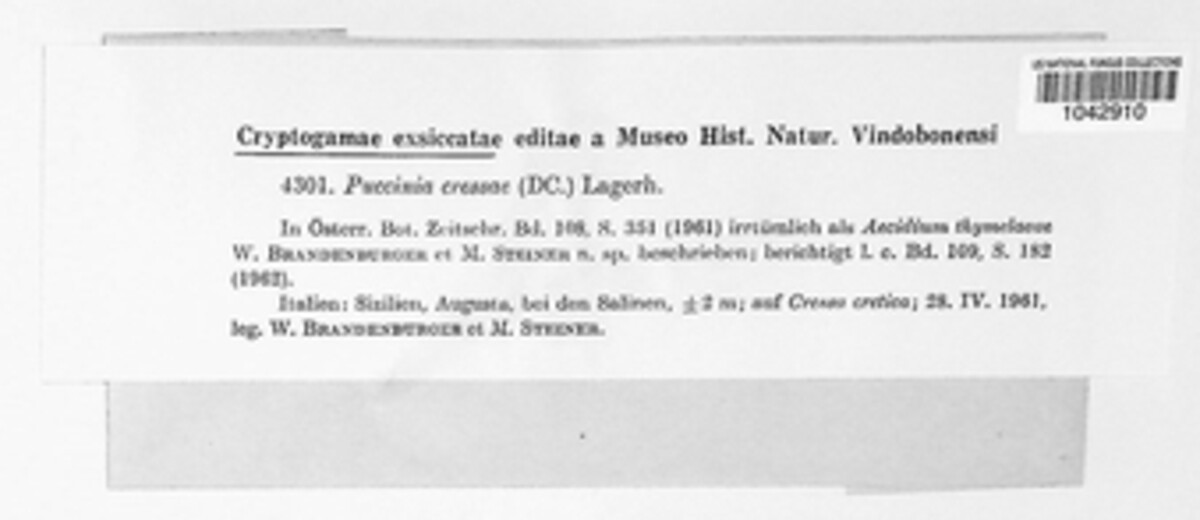 Puccinia cressae image